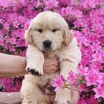 @winstonthegoodboygolden Instagram Profile