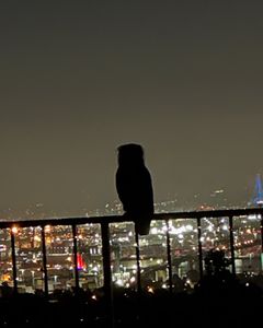 Instagram post by @askdrho