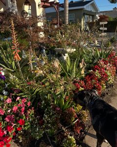 Instagram post by @askdrho