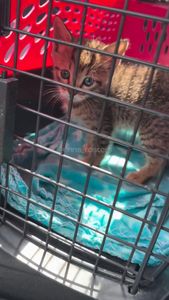 Instagram post by @erins_fosters