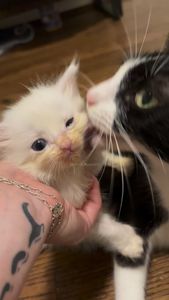 Instagram post by @erins_fosters