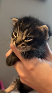 Instagram post by @erins_fosters