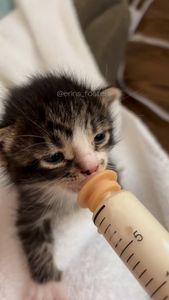 Instagram post by @erins_fosters