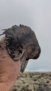 Instagram post by @tablerockkennels