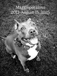 Instagram post by @maggiepotamus