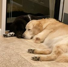 Instagram post by @buddypup13