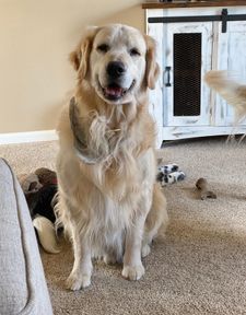 Instagram post by @buddypup13