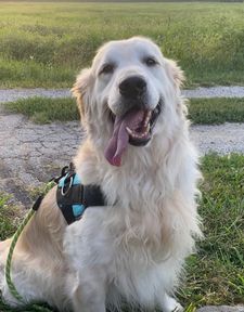 Instagram post by @buddypup13