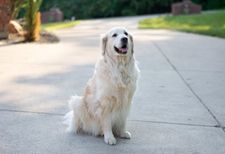 Instagram post by @buddypup13