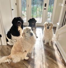 Instagram post by @buddypup13