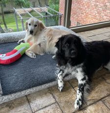 Instagram post by @buddypup13