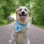 @buddypup13 Instagram Profile